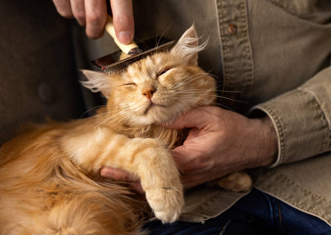 elderly-person-with-pet-cat-min
